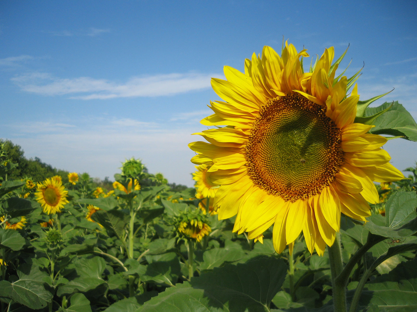 sunflowers_nature-normal.jpg