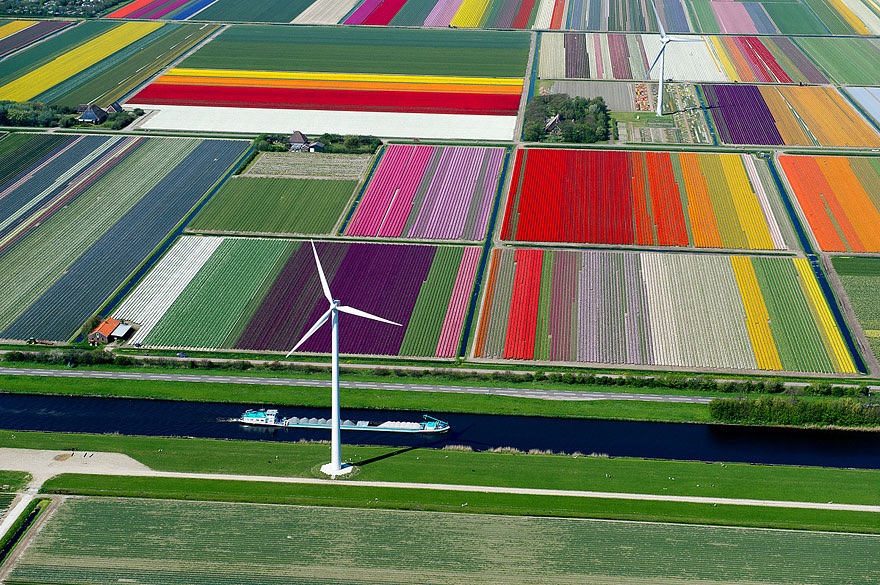 Tulip Fields, Holland
